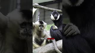 These monkey are very smart #wildlife #monkey #smart