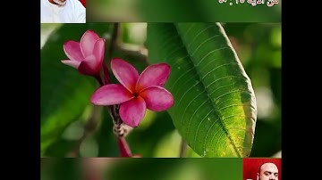 سورة المائدة من الاية ٣٥ : ٥٠ برواية حفص عن عاصم بقصر المنفصل