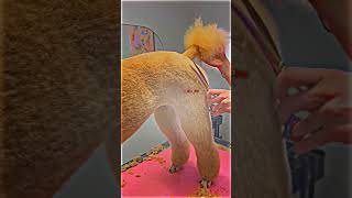 We have a digital grooming course in this specific grooming style adapted to owner #creativegrooming