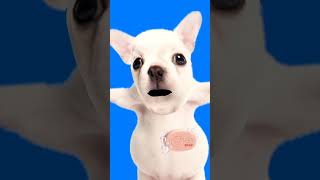 Im pibble Wash My Bellay cutest memes dancetrend