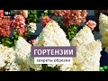 Обрезка гортензий. Цветение гортензии.