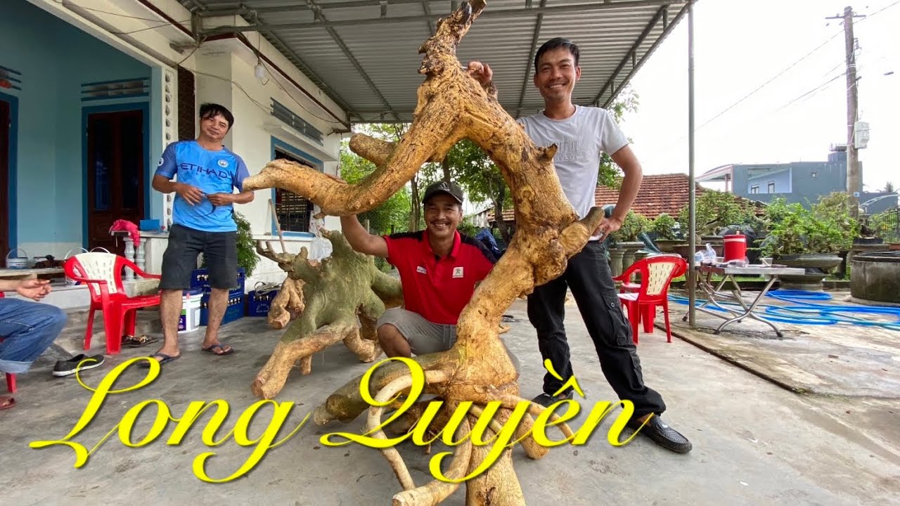 путешествие в поисках шедевров искусства бонсай | Эпизод 10 | Дуй Хай Луа Влог #052