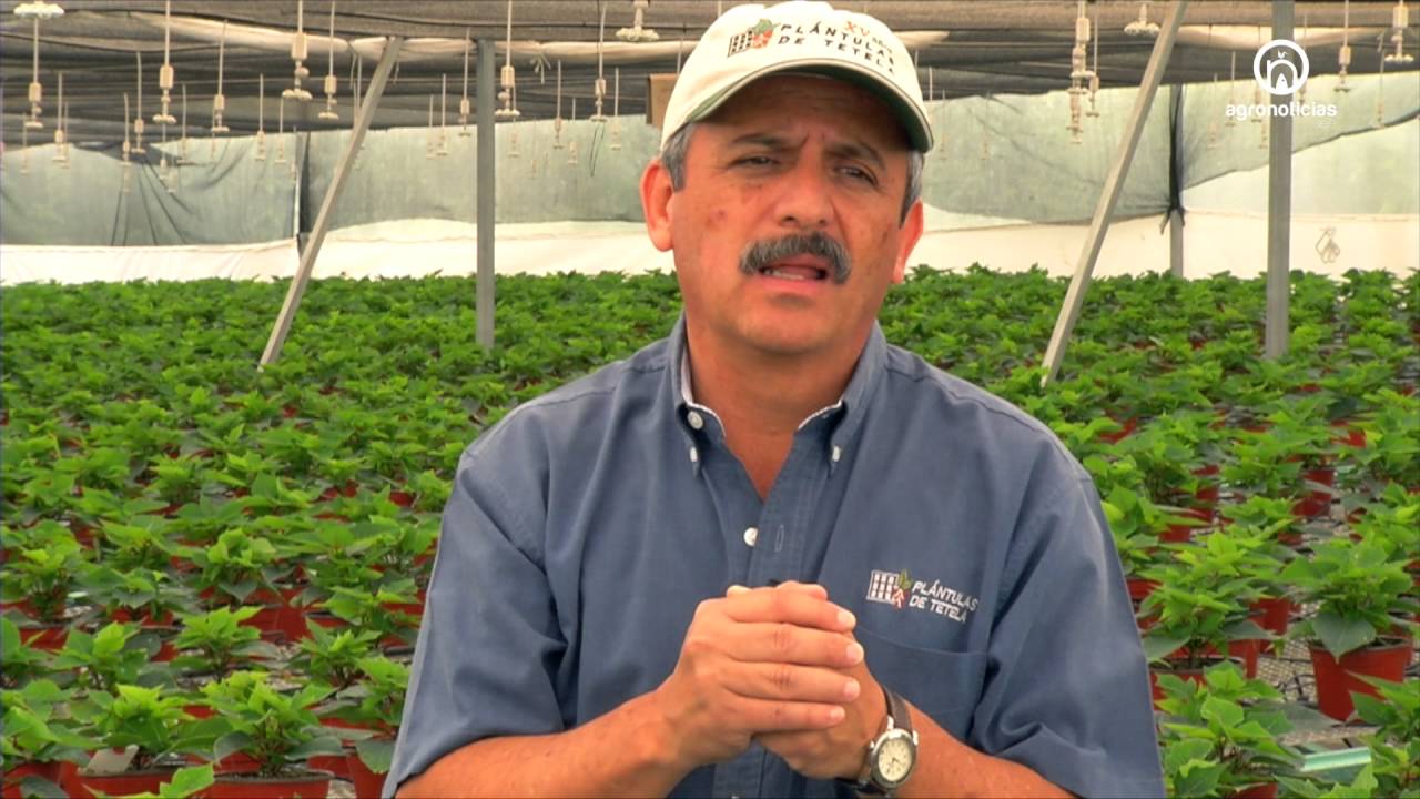 MAQUINARIA PLANTULAS