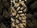 Hatching bees. Schlüpfende Bienen. #imkerei #beekeeping #bees