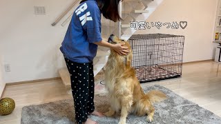 愛犬が階段の下でずっと待ってたのを知って、嬉しくて感動してるママ by もふもふゴールデンレトリバー 14,820 views 3 weeks ago 3 minutes, 1 second