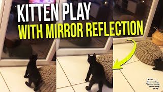 Playful Kitten Keeps Trying to Play With Its Mirror Reflection
