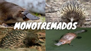 Episódio 3: Monotremados