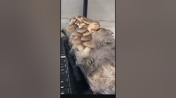 Mushroom Farm On Wheels Part (56) | Link in Bio to Book A Call or Learn More!| #mushroom #farming #s