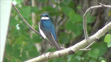 beautiful swallow with blue feathers