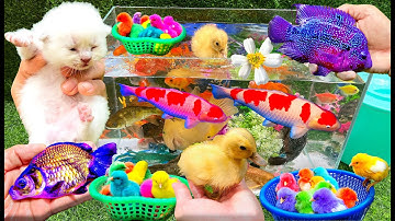 Bắt Các Con Vật Rất Dễ Thương, Con Cá, Con Vịt, Con Mèo, Con Bò, Cá Betta - part 268