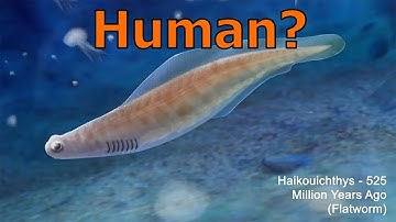HUMAN Evolution from Bacteria to Fish to You! 🪱🐡🐋🐟🐟🦈🐬🐊🦦🐒🐵😁🤖