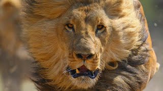 WHEN LIONS ATTACK *BRUTAL* National Geographic Documentary 2020 | 1080p