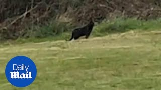 Clip shows astonishing 'Alsatian-size' cat in Cornwall field