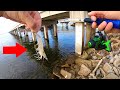 Using Live Shrimp For 8 Bridge Species!! Catch n Cook