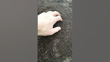 Миллион муравьев