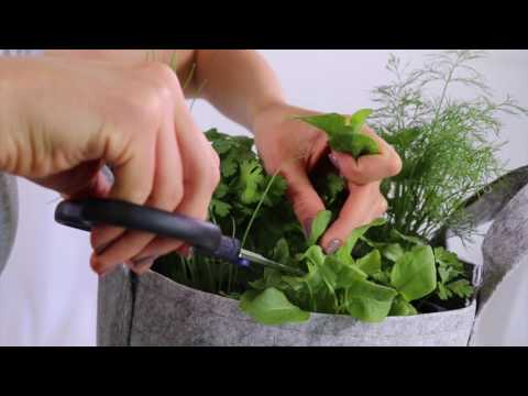 Video: Sorrel Herb - Mẹo để Phát triển Sorrel