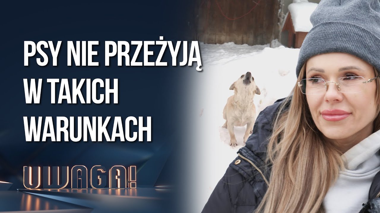 Krótki łańcuch, nieocieplona buda, zamarznięta woda w misce - tak żyją psy przy -15 | UWAGA! TVN