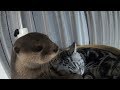 The cat that doesn't get angry no matter what the otter does [Otter life Day 98] カワウソに何をされても怒らない猫