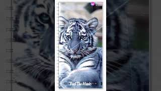 tiger wallpaper screenshot 1