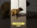 Got a Zoomie pro in your household?🌪️  Show us that wild run and you could win $500!🔗 #Dog #Cat