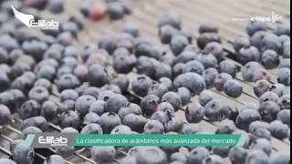 Calibrador De Arándanos - Elifab -