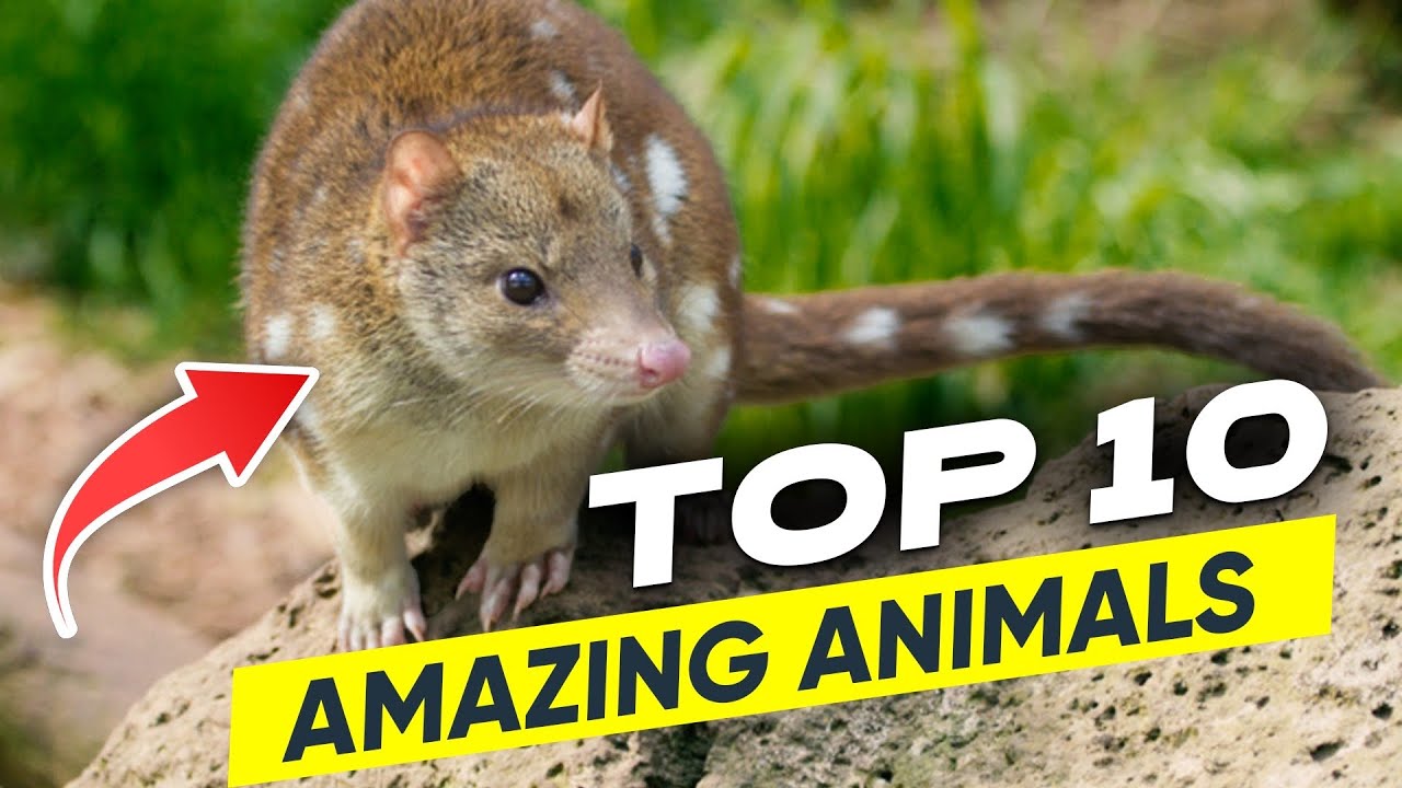 Top 10 Amazing Animals You have Probably Never Heard of YouTube