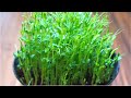 Growing Pea Shoots 自己種豌豆苗芽苗菜 隨用隨取真方便