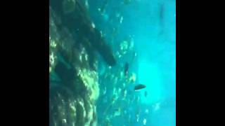 Manta Ray feeding at Atlantis