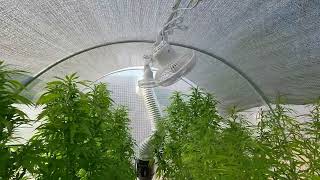 Episode 11 "Ultimate cannabis greenhouse grow" Growing the cleanest buds outdoors