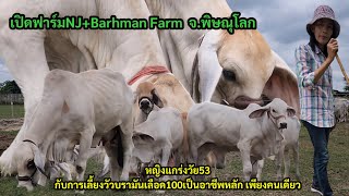 เปิดฟาร์ม NJ+ Barhman Farm จ.พิษณุโลก เลี้ยงวัวบราห์มันคืออาชีพหลัก