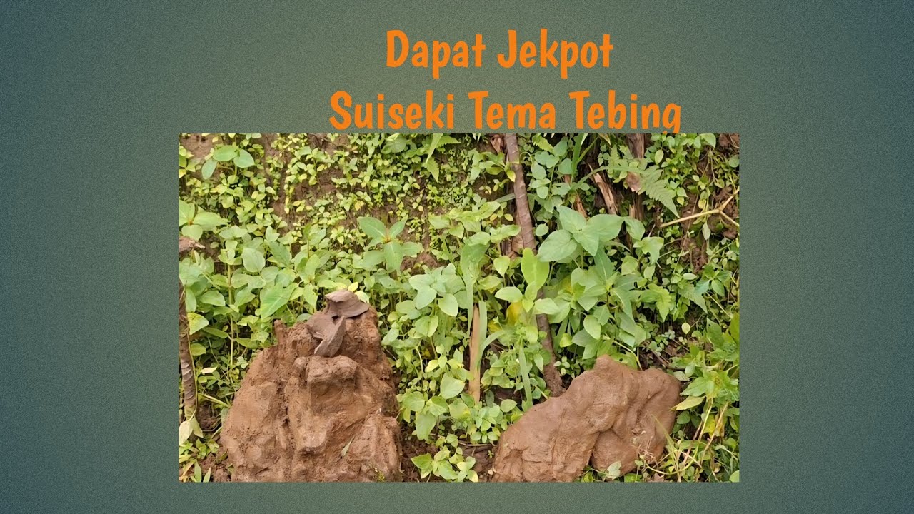 Mbolang kali ini Dapat Jekpot Suiseki Ekstrim