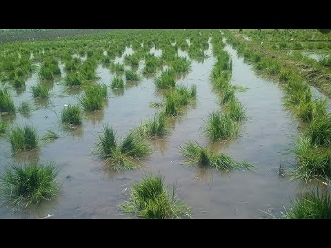 فيديو: منع تعفن غمد محاصيل الأرز - كيفية علاج مرض تعفن الغمد الأرز