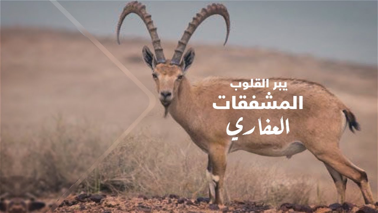 تبقى طواري  - كلمات : مطلق العيد - أداء : عطني مجال 2019