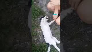 Sasja pup ter adoptie