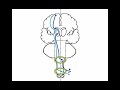 A "Window" to the Brain