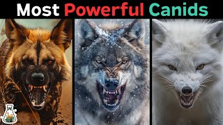 10 Most Powerful Canids on Earth