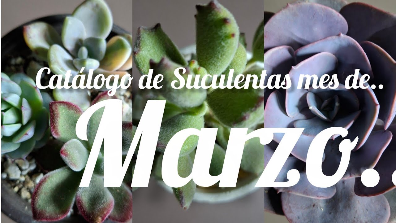 Catálogo mes de Marzo.  ##plantas #flores #suculentas #garden 