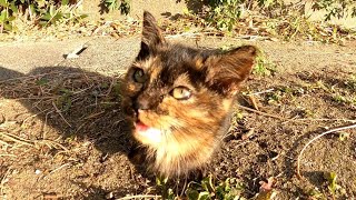 何かを必死に訴える子猫が可愛過ぎる