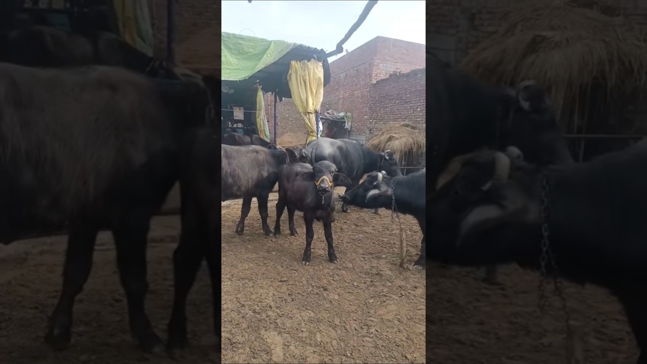 supreme subh farming dairy farm