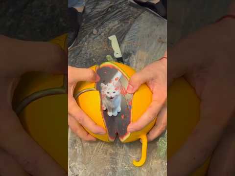 Kitty in the melon! 🐈🥰