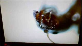 antscope screenshot 3