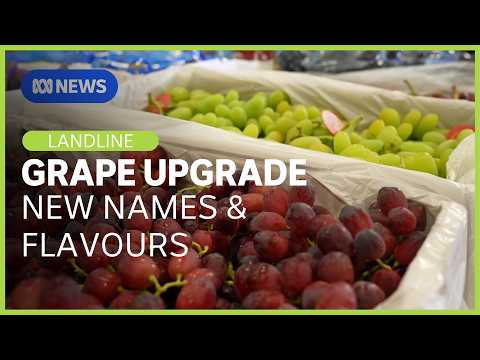 Transformation of Australia's Table Grape Industry
