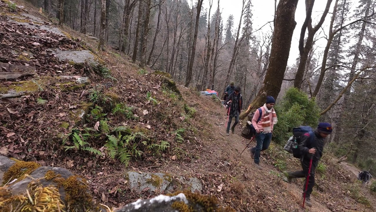 🌲 Travelling Through the Woods | Peaceful Nature Ride 🌿