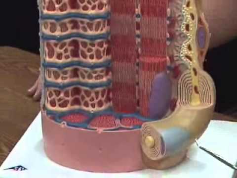 Neuromuscular Junction Model - YouTube unit cell diagram 