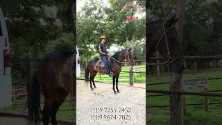 2 egua, mais informações chama no WhatsApp (11)9.7255-2452