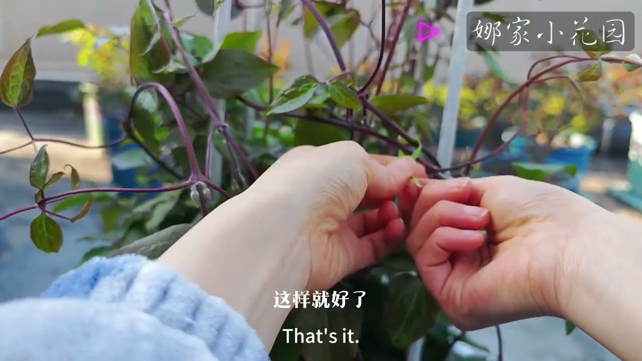 铁线莲的水肥管理，以及盘枝操作，铁线莲的养护方法，怎样养铁线莲Clematis，curing method