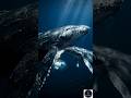Whale Milk Is Stranger Than You Think 🐋#whalesounds #marinebiology #wildlife #oceanfacts #shorts