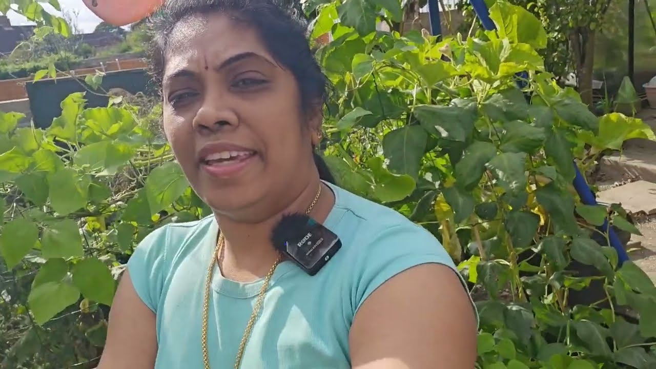 Harvesting Tindora,Achocha,Red spinach & Runner beans from my Uk garden