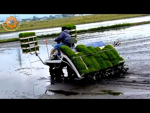 Как выращивают рис в Японии