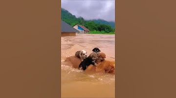 mưa lớn nước dâng cao, chó mẹ cõng con vượt sông chuyển con đi nơi khác 😱#dongvat #concho #shorts